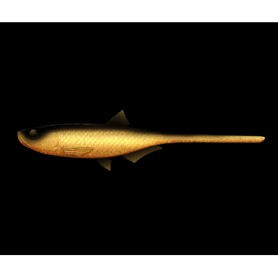 LIBRA LURES Bleak Slug Tail 8,2″ – 21cm – Gold 009