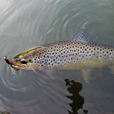 Revol Baits Hirudo 45mm 10 pcs bronzová perla příchuť sýr-česnek