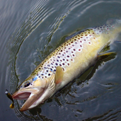 Revol Baits Hirudo 45mm 10 pcs bronzová perla příchuť sýr-česnek