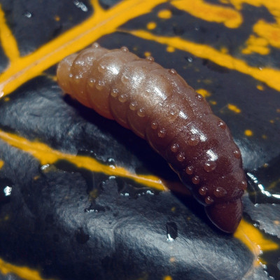 Nilsofky Bruncho 40mm 3.05g barva 320 UV Cashmere UV + Catchy Brown UVaroma sýr