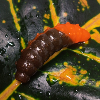 Nilsofky Bruncho 40mm 3.05g (balení 7 ks) barva 319 Catchy Brown UV + Fluo Orange UV aroma sýr