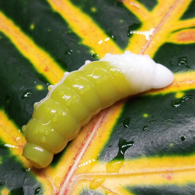 Nilsofky Bruncho 40mm 3.05g (balení 7 ks) barva DB313 UV (Olive + White UV) aroma sýr