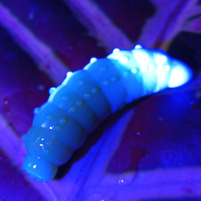 Nilsofky Bruncho 40mm 3.05g (balení 7 ks) barva DB313 UV (Olive + White UV) aroma sýr