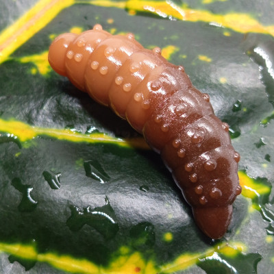 Nilsofky Bruncho 40mm 3.05g (balení 7 ks) barva DB328 UV (NS Brown UV + Catchy Brown UV) aroma sýr