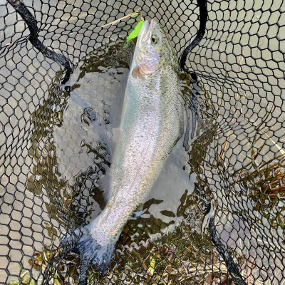 Harmony Baits T-Fat 45mm barva 012 Tequilla (11 kusů) příchuť sýr