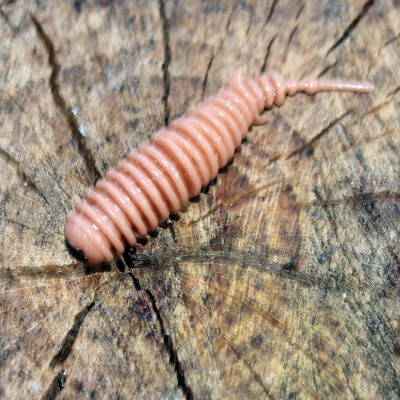 Harmony Baits T-Fat 65mm barva 021 Coffee Milk 7 pcs příchuť sýr