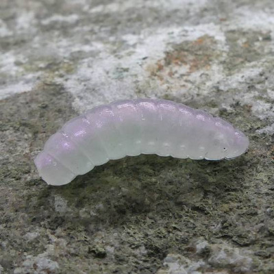 CZNymph Crazy Maggot 22mm 10pcs barva Interference Violet...