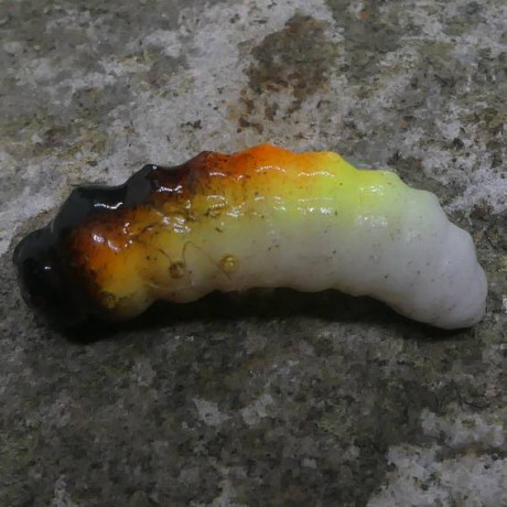 CzNymph Caterpillar 30mm GRT (10 kusů) příchuť sýr