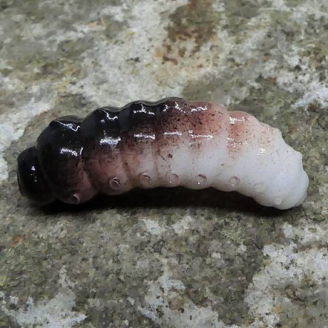 CzNymph Caterpillar 30mm WBRB (5 kusů) příchuť sýr