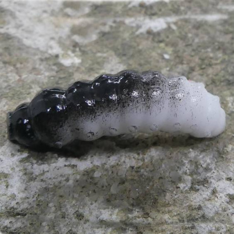 CzNymph Caterpillar 30mm WB (5 kusů) příchuť sýr