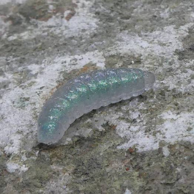 CZNymph Crazy Maggot 22mm 10pcs barva OYS aroma sýr