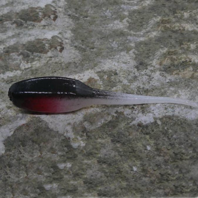 CzNymph Urchin Pintail 50mm WB (5 PCS)