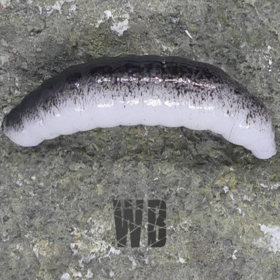 CzNymph Tinny Larva 30mm WB (5 kusů) příchuť sýr