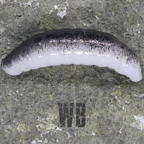 CzNymph Tinny Larva 30mm WB (5 kusů) příchuť sýr