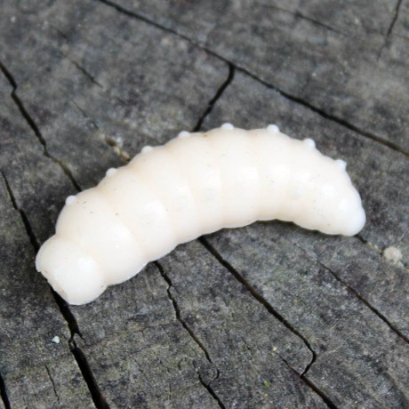 CZNymph FAT Larva 30mm 10pcs barva CHET aroma sýr