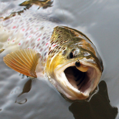 RRevol Baits Chrostík (CADDIS LARVA) 20mm 10 pcs příchuť sýr-česnek