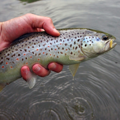 Revol Baits Chrostík EKONOMY (CADDIS LARVA) 30mm - 20 kusů kreveta