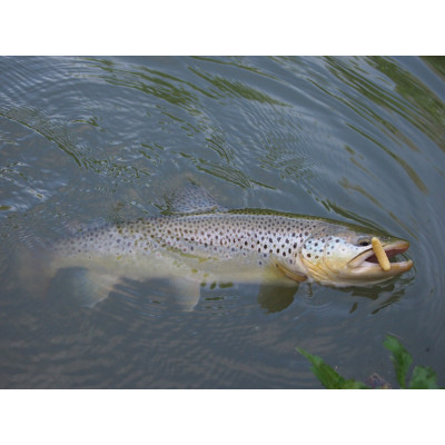 Revol Baits Chrostík EKONOMY (CADDIS LARVA) 30mm - 20 kusů kreveta