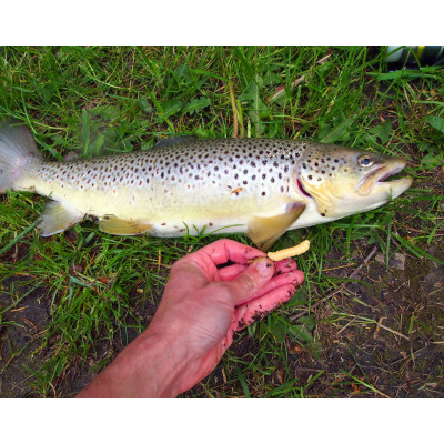 Revol Baits Chrostík EKONOMY (CADDIS LARVA) 30mm - 20 kusů kreveta
