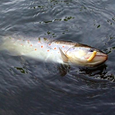Revol Baits Chrostík EKONOMY (CADDIS LARVA) 30mm - 20 kusů kreveta