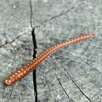 Gumová nástraha Trout Delirium Worm 70mm 0,8g (12 pcs) barva Bronz BZ příchuť sýr