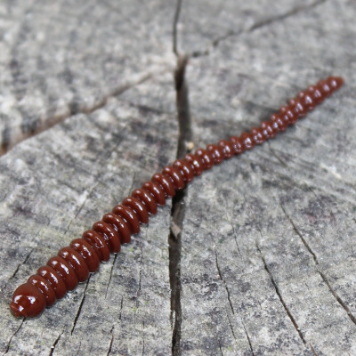 Gumová nástraha Trout Delirium Worm 70mm 0,8g (12 pcs) barva Brown BW příchuť sýr