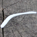 Gumová nástraha Trout Delirium Worm 70mm 0,8g (12 pcs) barva White WH příchuť sýr