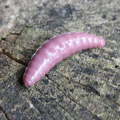 Gumová nástraha Trout Delirium Maggot 35mm 1,2g (10 pcs) barva Worm WO příchuť sýr