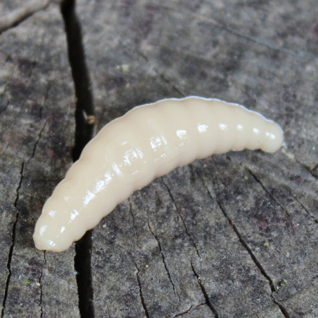 Gumová nástraha Trout Delirium Maggot 35mm 1,2g (10 pcs) barva Coffee Milk CM příchuť sýr