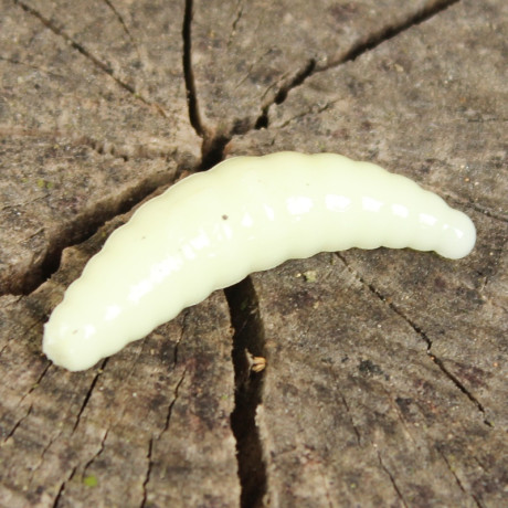 Gumová nástraha Trout Delirium Maggot 35mm 1,2g (10 pcs) barva Cheese CH příchuť sýr