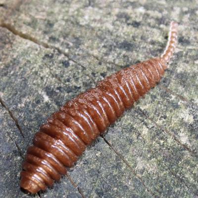 Gumová nástraha Trout Delirium Tanta 60mm 2g (8 pcs) barva Bronze BZ příchuť sýr