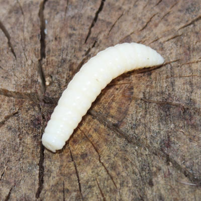 Harmony Baits Larva Grub 35mm barva 002 Cheese 9 pcs příchuť sýr