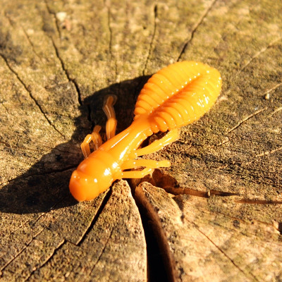 Harmony Baits Chrobák 55mm 8 pcs barva 22 Caramel příchuť sýr