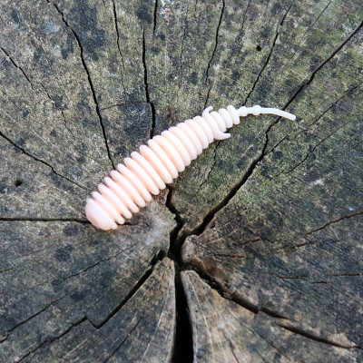 Harmony Baits T-Fat 53mm barva Salmon SA Limited 7 pcs příchuť sýr