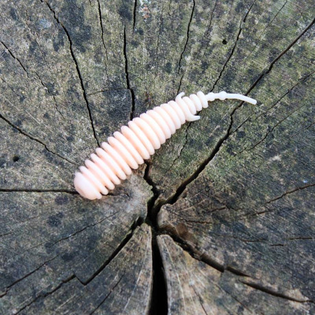 Harmony Baits T-Fat 53mm barva Salmon SA Limited 7 pcs příchuť sýr