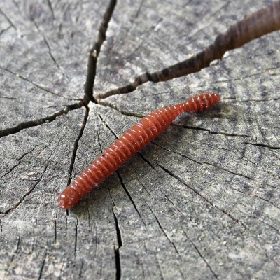 Harmony Baits Super Červík 55mm barva 024 Dark Chocolate 12 pcs příchuť sýr