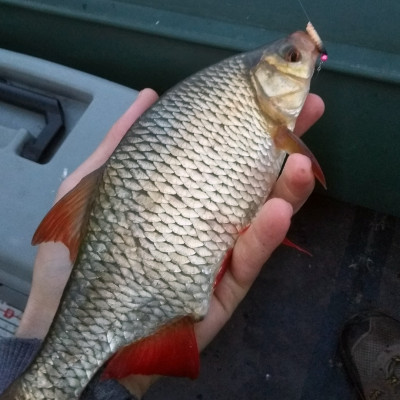 Revol Baits Chrostík (CADDIS LARVA) 20mm 10 pcs příchuť sýr-česnek