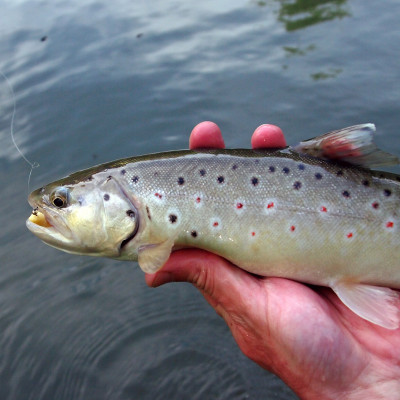 Revol Baits Chrostík EKONOMY (CADDIS LARVA) 30mm - 20 kusů kreveta