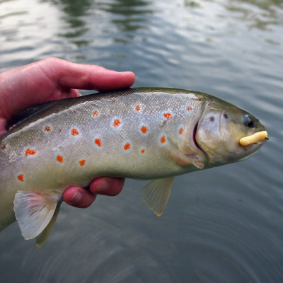 Revol Baits Chrostík EKONOMY (CADDIS LARVA) 40mm - 15 kusů sýr-česnek