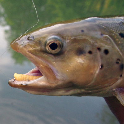 Revol Baits Chrostík EKONOMY (CADDIS LARVA) 40mm - 15 kusů sýr-česnek