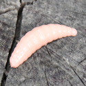 Gumová nástraha Trout Delirium Maggot 40mm 2,15g (10 pcs) barva Salmon SA příchuť sýr