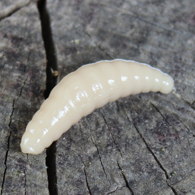 Gumová nástraha Trout Delirium Maggot 35mm 1,2g (10 pcs) barva Coffee Milk CM příchuť sýr