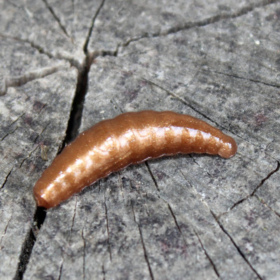 Gumová nástraha Trout Delirium Maggot 35mm 1,2g (10 pcs) barva Bronze BZ příchuť sýr