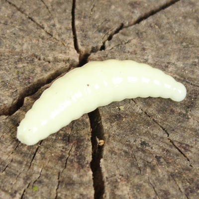 Gumová nástraha Trout Delirium Maggot 40mm 2,15g (10 pcs) barva Cheese CH příchuť sýr