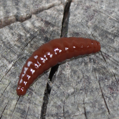 Gumová nástraha Trout Delirium Maggot 40mm 2,15g (10 pcs) barva Brown BW příchuť sýr