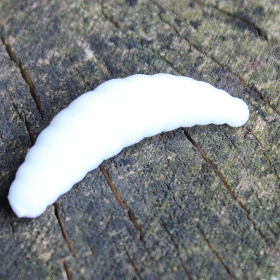 Gumová nástraha Trout Delirium Maggot 35mm 1,2g (10 pcs) barva White WH příchuť sýr