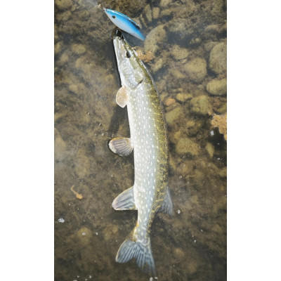 Wobler Bonito Krap 13cm 40g SR 3D plovoucí barva Blue pearl BKK Hooks