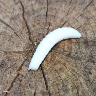 Harmony Baits Larva Grub 30mm barva 001 White 11 pcs příchuť sýr