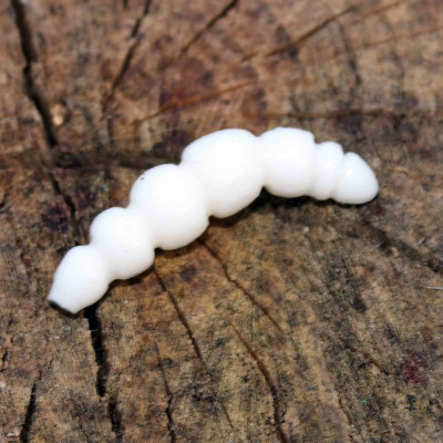 Harmony Baits Larva Apod 37mm barva 001 White 9 pcs příchuť sýr
