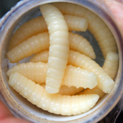 Harmony Baits Larva Grub 30mm barva 002 Cheese 11 pcs příchuť sýr